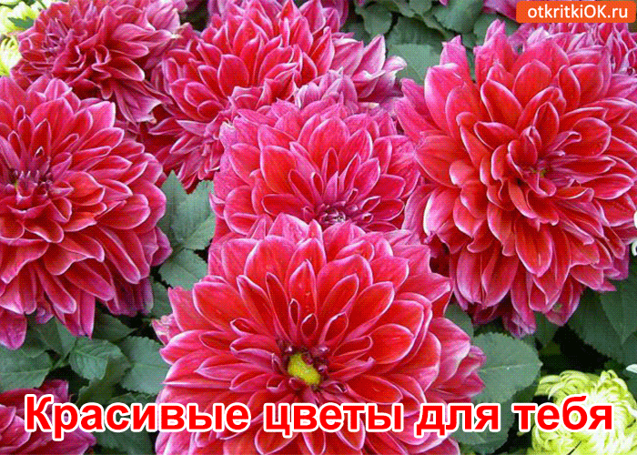 Открытка бабочка сидит на букете малиновых астр. Открытка А это тебе Береги с...