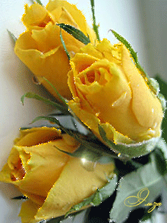 Скачать красивые розы желтые. Желтые розы сорта фото. Желтые розы фото в хоро...