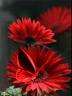 Открытка мерцающая 3 гербера оранжевый, розовый, и ярко малиновый Гербер.