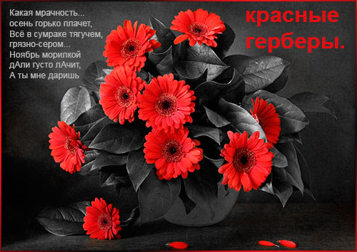 Открытка с букетом герберов и надписью на ленточке с Днём Рождением.