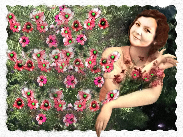 Открытка бабочка На цветке пурпурной космеи.  Открытка к космеи на ветру.