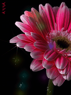 Открытка со стихами с малиновыми и розовыми герберами , ромашкой и тюльпанами.