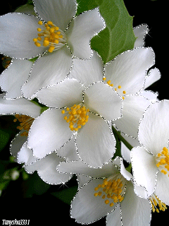 Открытка Доброе утро С чашечкой чая и букетом жасмина стеклянной вазе.