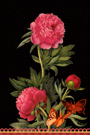 Картинки букетов с пионами. Картинки с пионами. Картинки девушка с пионами. 