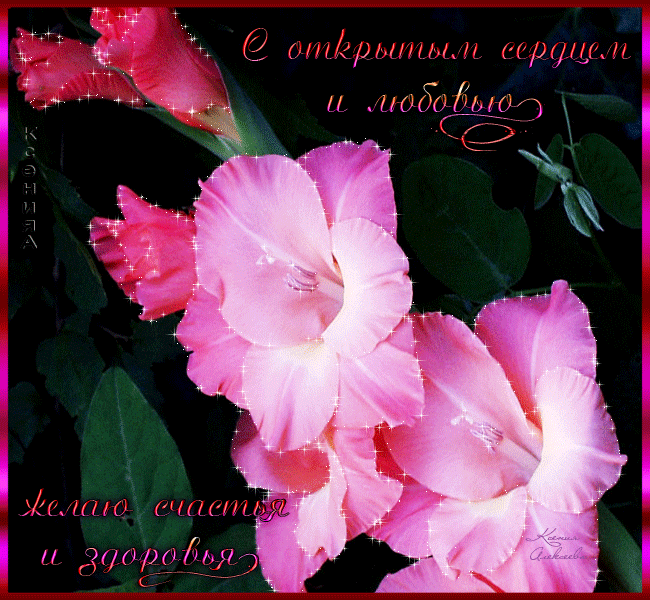 Гладиолусы фото с днём рождения. Гладиолусы фото. Цитаты ты на открытках с гл...