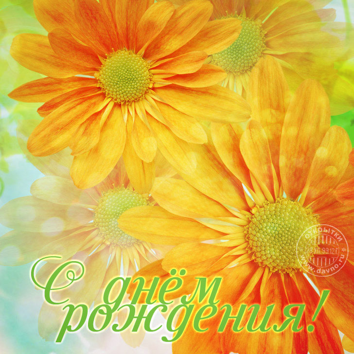 Скачать бесплатно картинки с герберами. Картинки с цветами герберами.