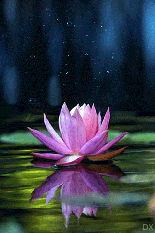 Открытка гиф белый лотос. Открытка Лотос под дождём. Открытка белый лотос на ...