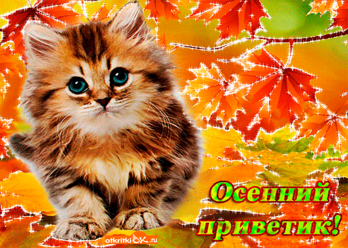 Открытки на каждый день прикольные. Осенний Привет картинки. Открытки кз. Отк...