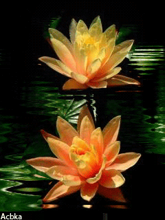 Открытка пурпурный Лотос. Открытка Фея в цветке лотоса. Открытка поляна лотосов.