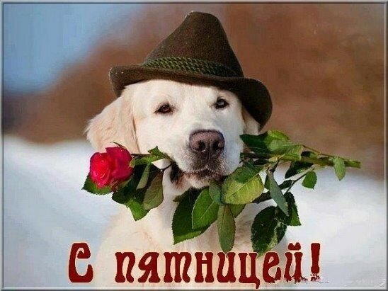 Хорошей пятницы пожелания. К пятнице Гиф. Картинки пятница пришла.