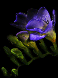 Открытка с распускающимися цветами фрезии. Открытка роса на цветах.