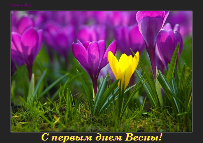 Открытка мерцающая с фиолетовыми крокусами и бабочкой к 8 марта.