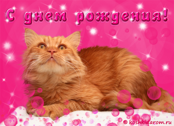 Открытки с кошками на день рождения. Открытки с кошками Доброе утро.