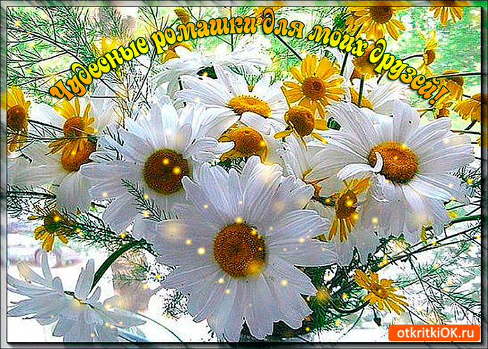 Открытка Зайчик с ромашками. Открытка с ромашками на день рождения.