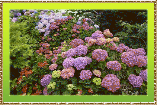 Гортензия фото букет. Картинка с гортензиями. Открытка подружке с гортензиями. 