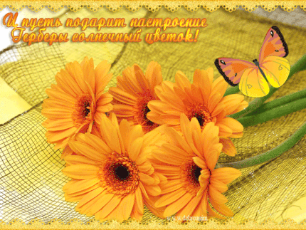 Скачать бесплатно картинки с герберами. Картинки с цветами герберами.