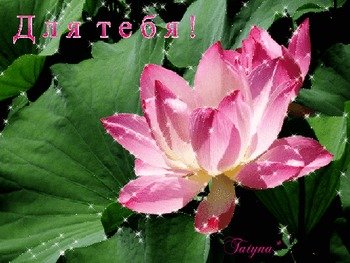 Открытка водная лилия или Лотос. Открытка к чистому четвергу с цветами лотоса...