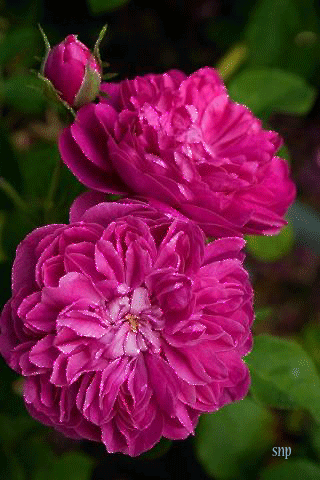 Открытка с днём рождения с розовыми пионами. Открытка с ярко малиновые пионам...