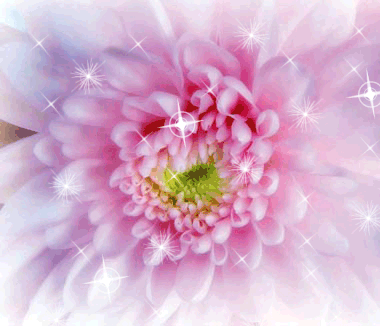 Открытка гиф блестящая с букетом белых и фиолетовых Astra и яблоками.