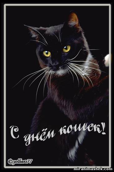 Картинки с днем рождения с черной кошкой