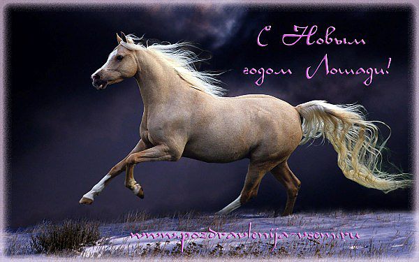 Открытки с лошадьми с днём рождения. Лучшие фото лошадей. Поздравления с днем...