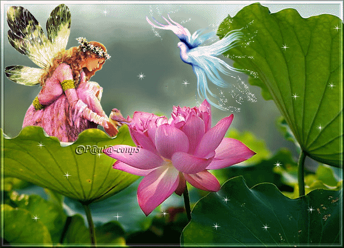 Открытка гиф белый лотос. Открытка Лотос под дождём. Открытка белый лотос на ...