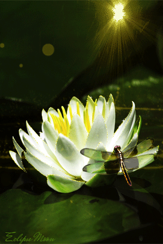Открытка лотосы на воде. Открытка с днем Нептуна, с цветком лотоса.