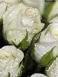 Картинки с белыми розами скачать. Красивые картинки с белыми розами.