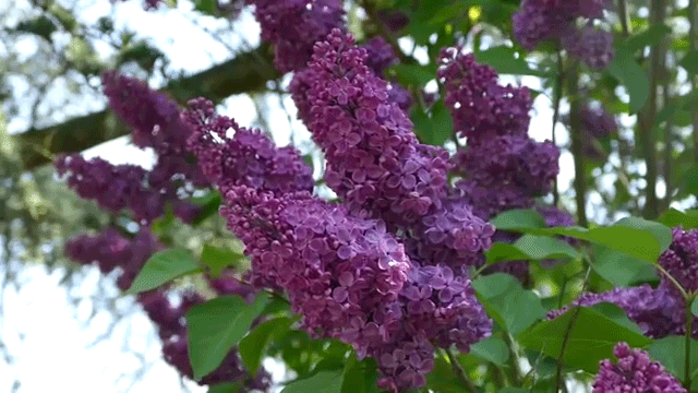 Открытка с корзиной фиолетовая сирени. Открытка Здравствуй, месяц май, я с бу...