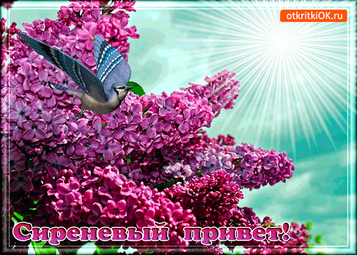 Открытки картинки с сиренью. Открытки Доброе утро с сиренью.