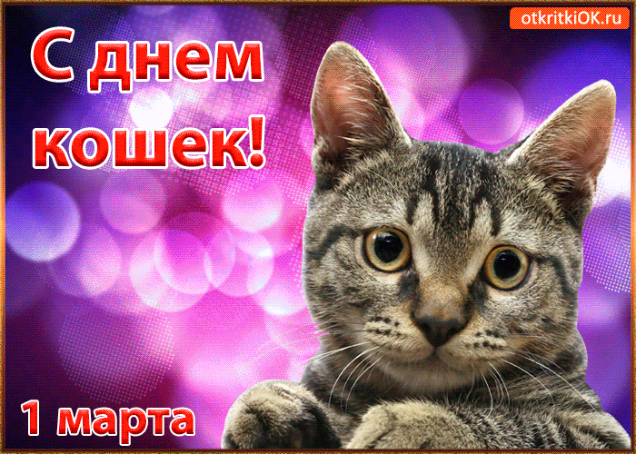 Открытка Всемирный день кошек 8 августа. Скачать картинки с Днём Кошки.