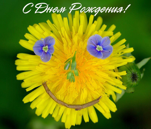 Картинка с одуванчиками. Картинки девушка с одуванчиками.   