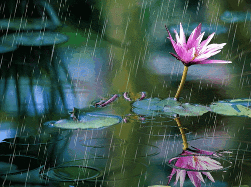 Открытка лотосы на воде. Открытка с днем Нептуна, с цветком лотоса.