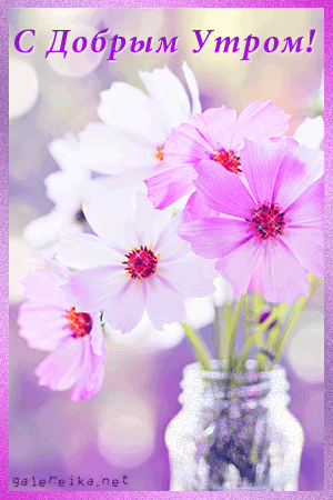 На цветке Сиреневой космеи. Открытка мерцающая цветки космеи.