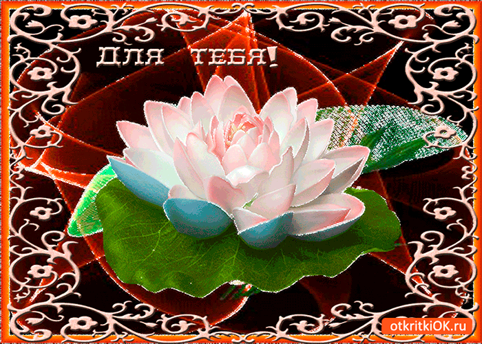 Красивые картинки с лотосом. Картинки с цветком лотоса. Картинки с изображени...