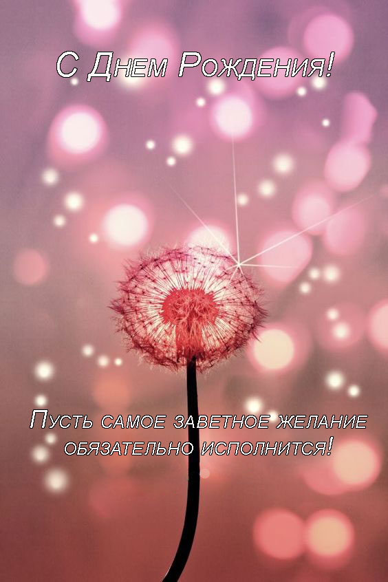  Картинки с одуванчиками скачать бесплатно. Красивые картинки с одуванчиками.