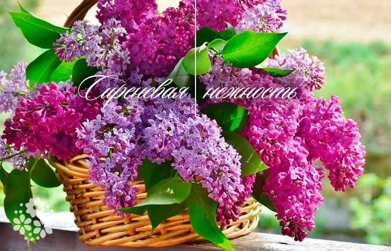 Открытки картинки с сиренью. Открытки Доброе утро с сиренью.