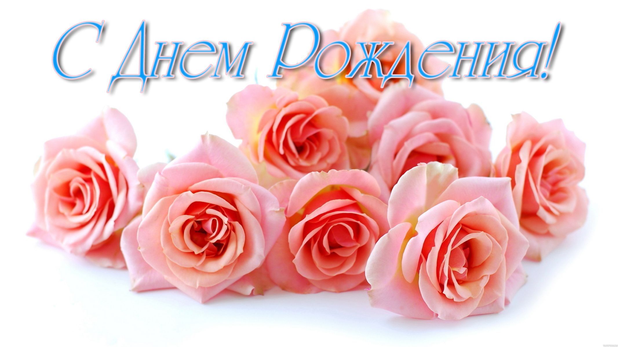 Открытка Поздравляю с белой кремовыми розами, открытка с ярко малиновые розам...