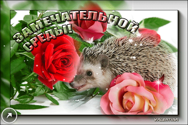 Прикольные картинки со средой. Красивые картинки со средой. 