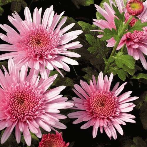 Открытка гиф мерцающая с одной фиолетовой астры. Открытка с анимацией различн...