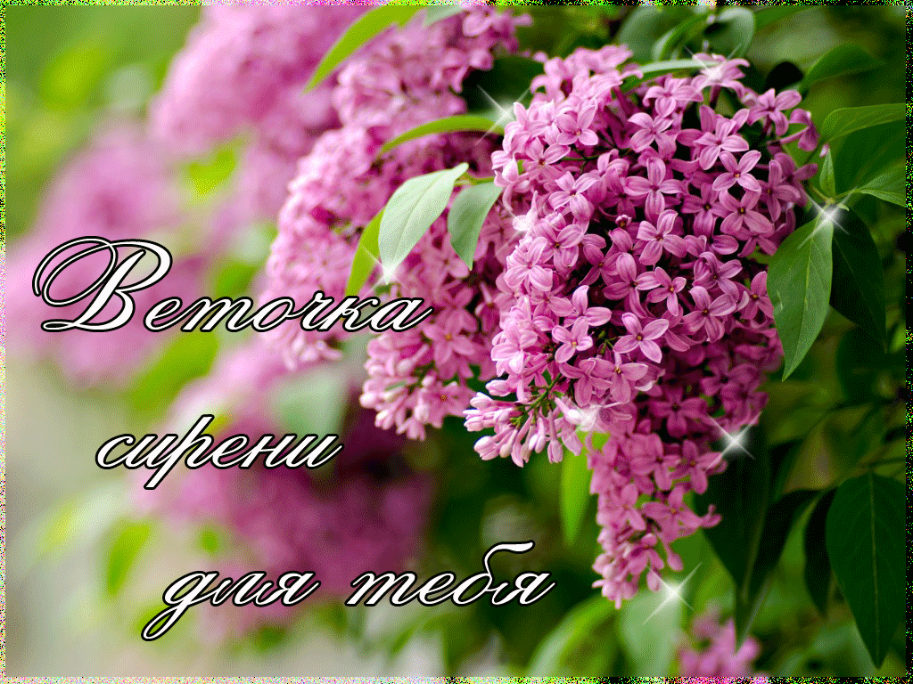 Открытки картинки с сиренью. Открытки Доброе утро с сиренью.
