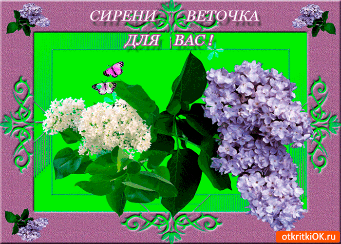 Открытки с изображением сирени. Открытка с сиренью. Открытка на 9 мая с сиренью.