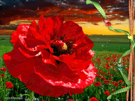 Открытки со стихами и красными маками. Открытка пожелать вам хочется счастья,...