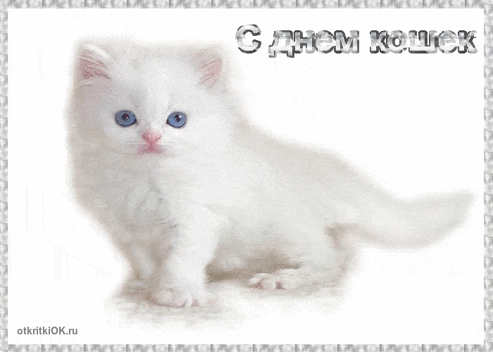 Всемирный день кошек. Анимация С Днем кошек.Открытки с Днем кошек бесплатно.