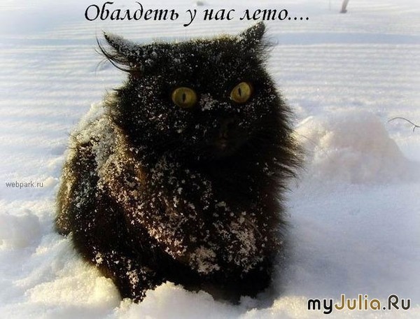 Картинки с кошками смешные. Картинки с кошками с надписью. Картинки с кошками...