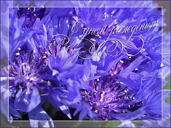 Картинка с васильками, открытка ретро с днём рождения, с васильками и ромашками.