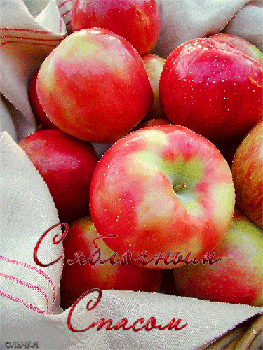 Открытка с яблоками и возле иконы. Открытка с ежиком и корзины яблок.