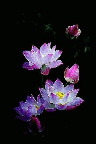 Открытка цветок лотоса и лист на воде. Открытка Лотос на стебле.