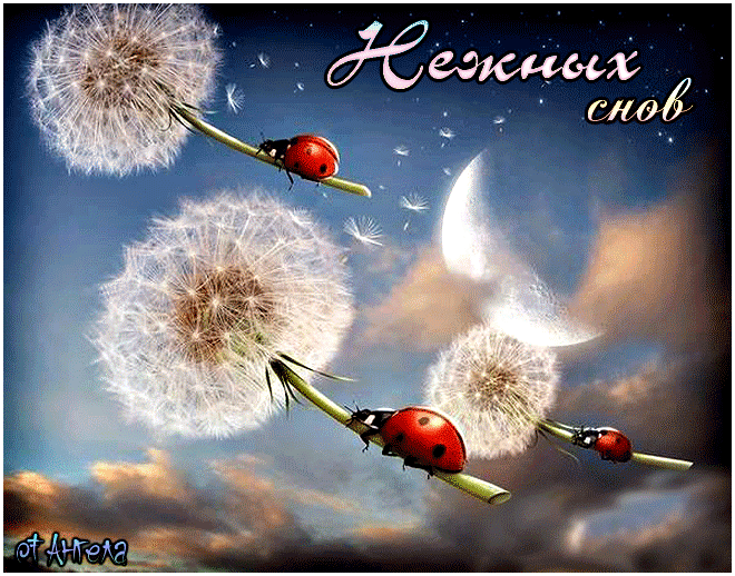 Открытка бабочка над желтым одуванчиком. Открытка яркого тебе дня с жёлтыми и...