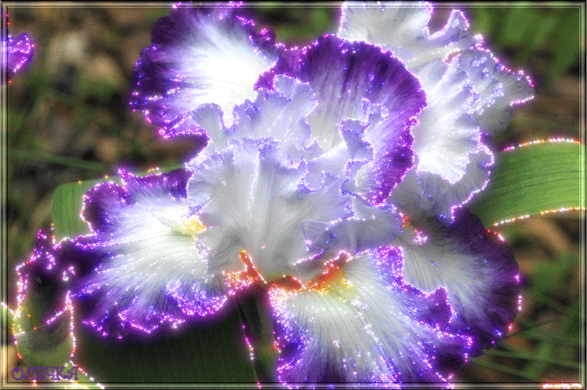 Открытка сказочного денёчка с фиолетовыми ирисами и бабочкой.